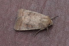 Hoplodrina blanda