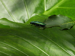 Chrysodema lewisii