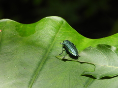 Chrysodema lewisii