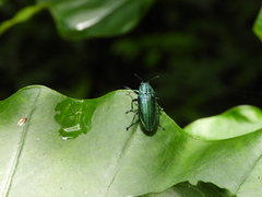 Chrysodema lewisii