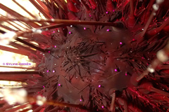 Centrostephanus longispinus