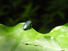 Chrysodema lewisii