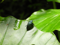 Chrysodema lewisii