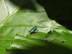 Chrysodema lewisii