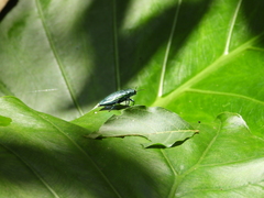 Chrysodema lewisii