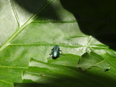 Chrysodema lewisii