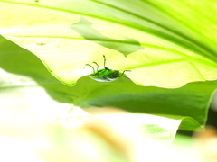 Chrysodema lewisii