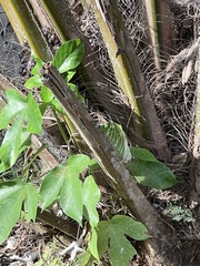 Jatropha gossypiifolia