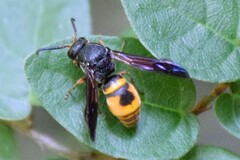 Orancistrocerus