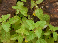 Lindenbergia muraria