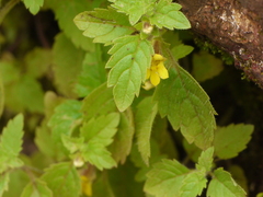 Lindenbergia muraria