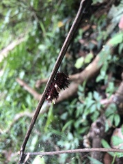 Byasa