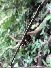 Byasa