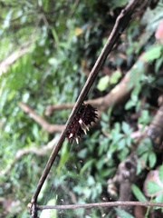 Byasa