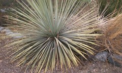 Hesperoyucca