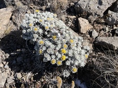 Helichrysum trilineatum