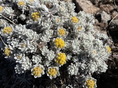 Helichrysum trilineatum