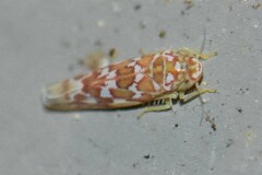 Erythroneura rubra