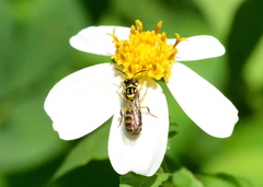 Ceratina fuliginosa