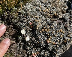 Helichrysum praecurrens
