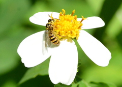 Ceratina fuliginosa