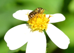 Ceratina fuliginosa
