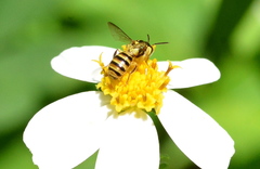 Ceratina fuliginosa