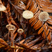 Paragymnopus sequoiae - Photo (c) Christian Schwarz, μερικά δικαιώματα διατηρούνται (CC BY-NC), uploaded by Christian Schwarz