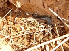 Morethia adelaidensis