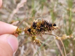 Anthracoidea arenariae