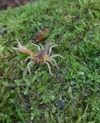 Engaeus hemicirratulus