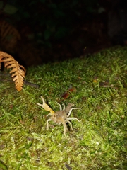 Engaeus hemicirratulus