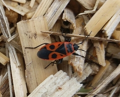 Pyrrhocoris apterus