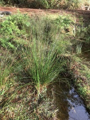 Juncus edgariae