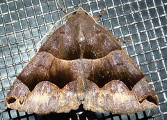 Gondysia