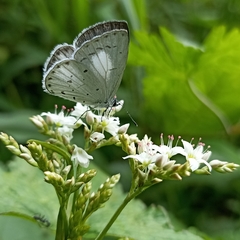 Celastrina gigas