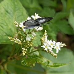 Celastrina gigas