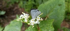 Celastrina gigas
