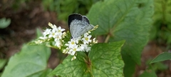 Celastrina gigas