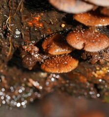 Psathyrella echinata