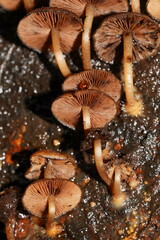 Psathyrella echinata