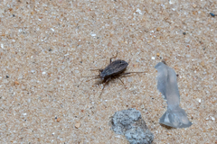 Ischnopeza pallipes