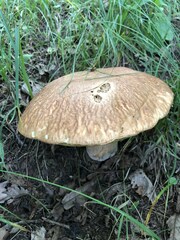 Boletus edulis
