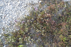 Asperula tephrocarpa