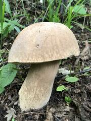 Boletus edulis