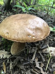 Boletus edulis