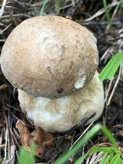 Boletus edulis