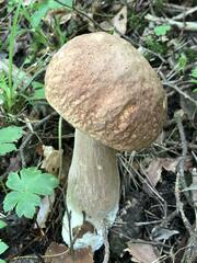 Boletus edulis