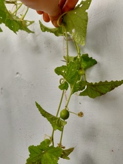 Cucumis maderaspatanus