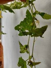 Cucumis maderaspatanus